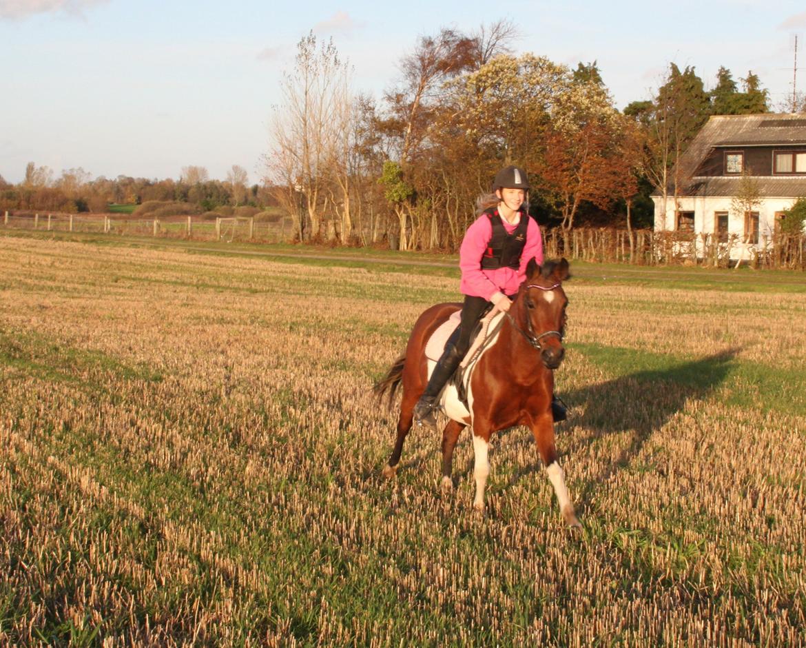 Pinto Kærsgaards Couler Lady (Lady) - Lady elsker at komme en tur på stubben. 2013 billede 18