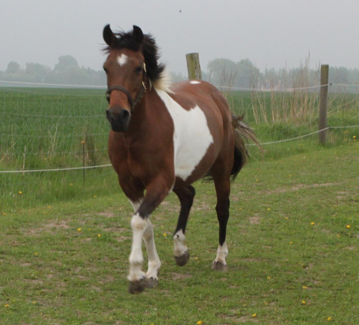 Pinto Kærsgaards Couler Lady (Lady) - Lady kommer på mælkebøttefold<3
2013 billede 10