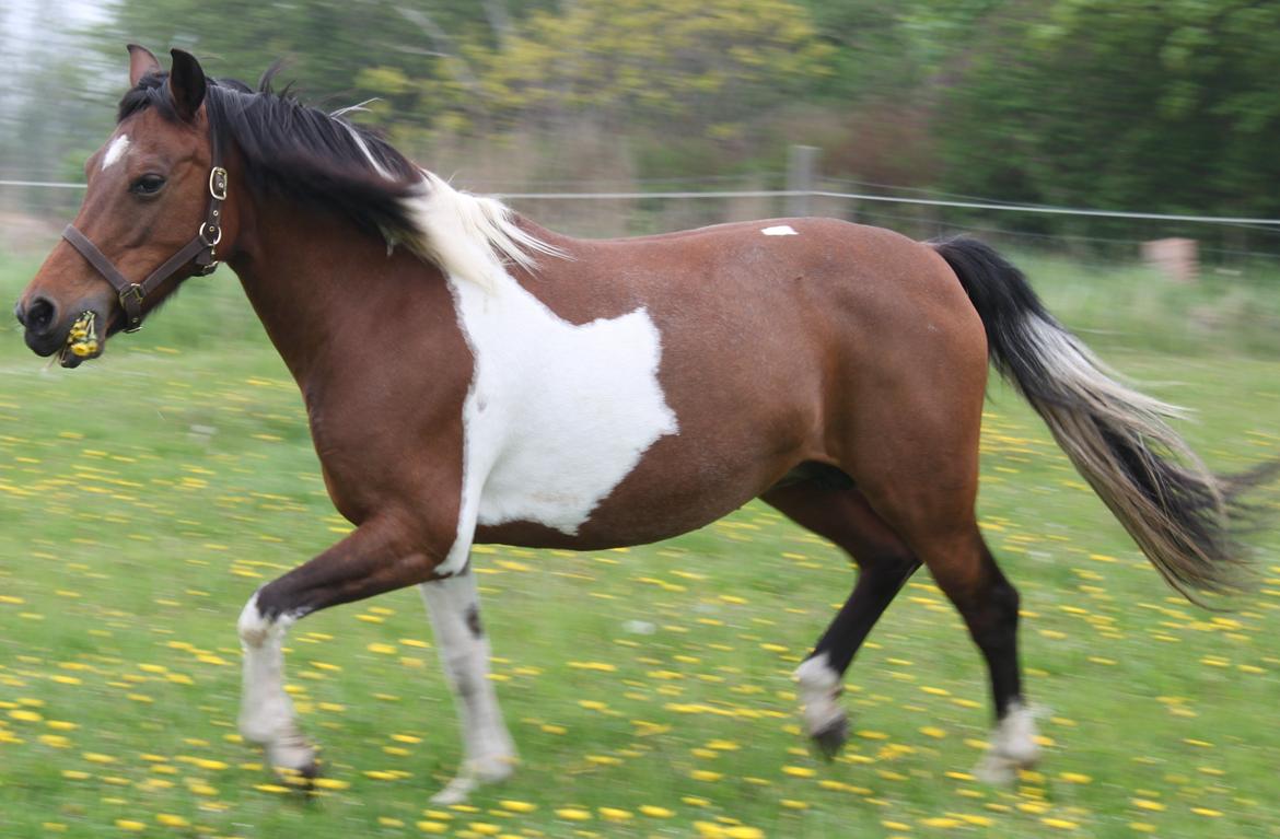 Pinto Kærsgaards Couler Lady (Lady) - Blomsterpigen billede 11