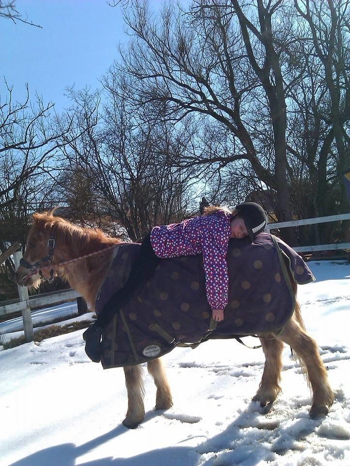 Anden særlig race Trixtan <3 ( på de evige græs-marker <3) billede 20