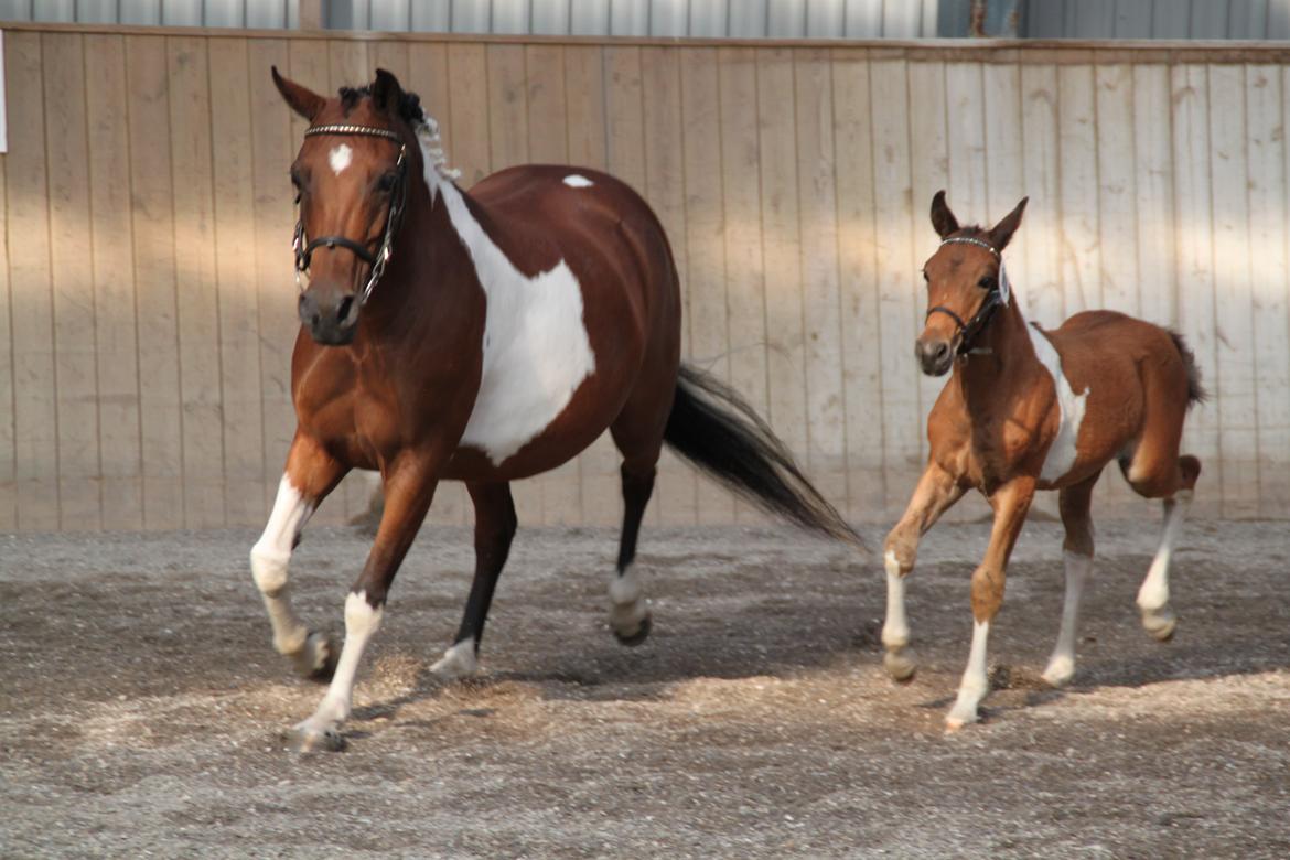Pinto Kærsgaards Couler Lady (Lady) - Følskue billede 16