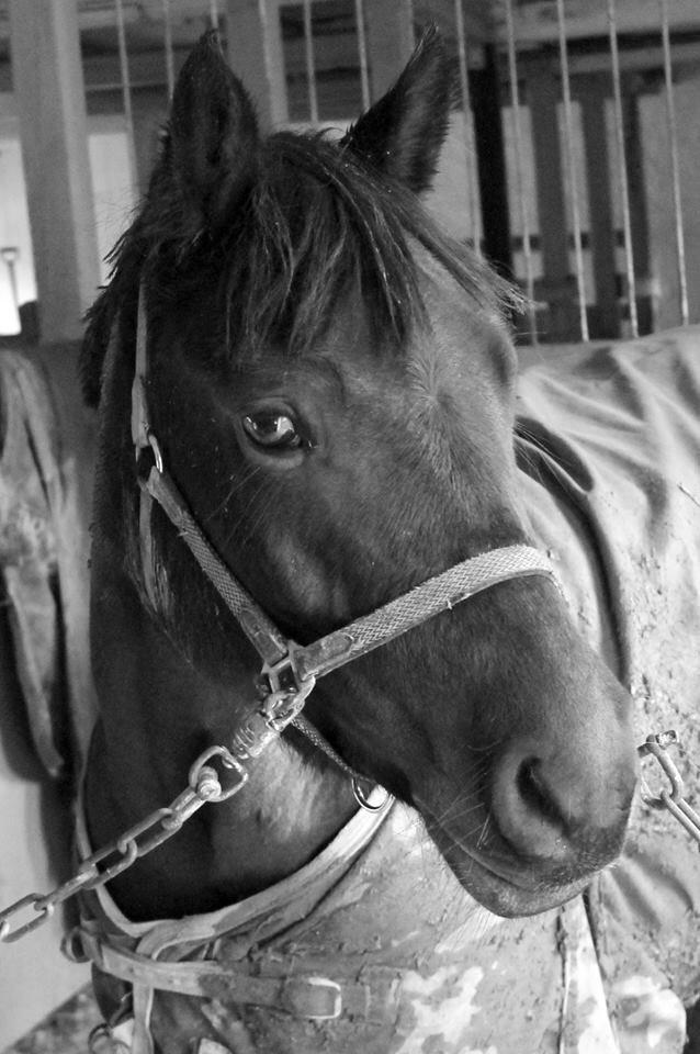 Anden særlig race Luna Star billede 9