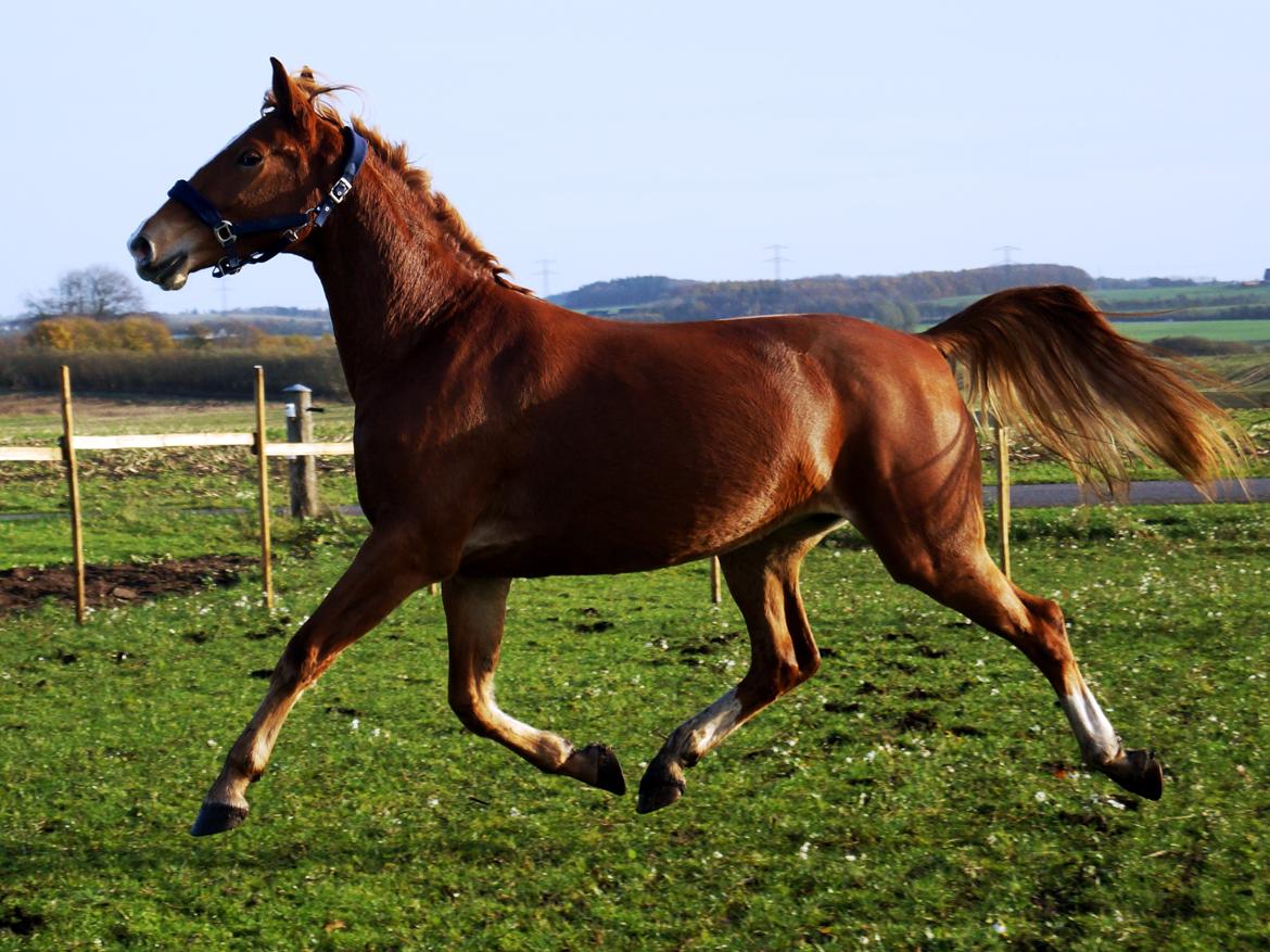 Frederiksborg Vejvads Chanel billede 31