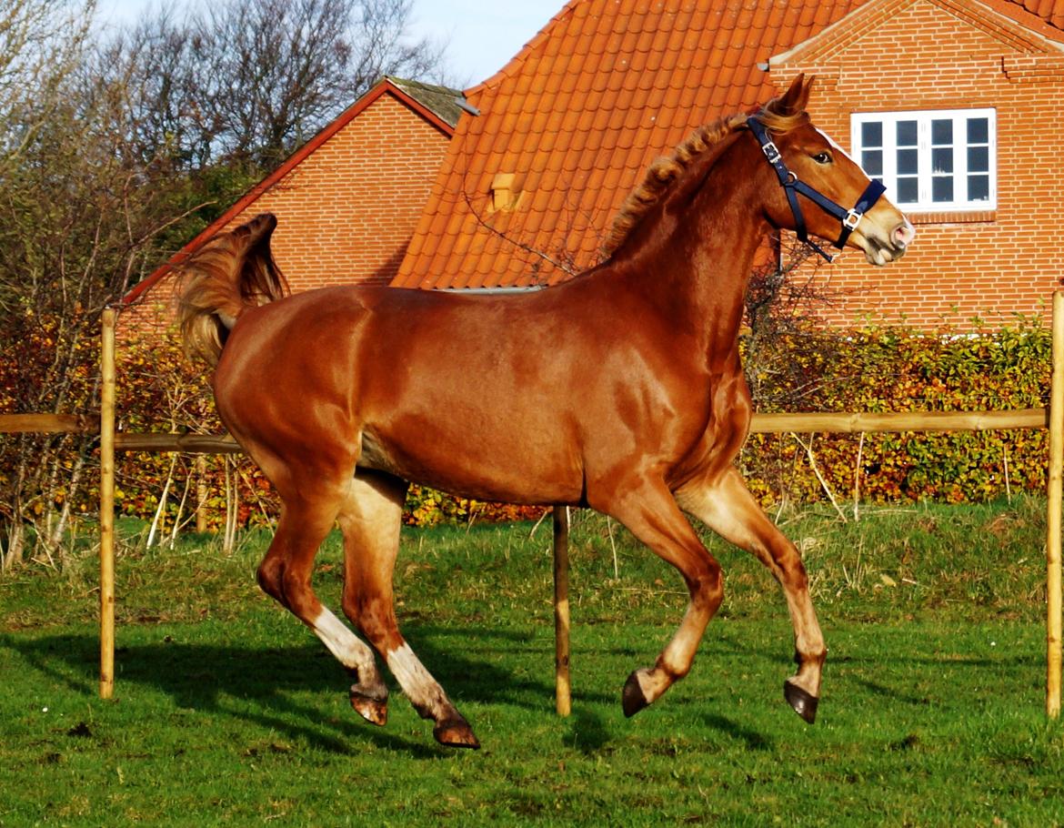 Frederiksborg Vejvads Chanel - 03.11.13 billede 17