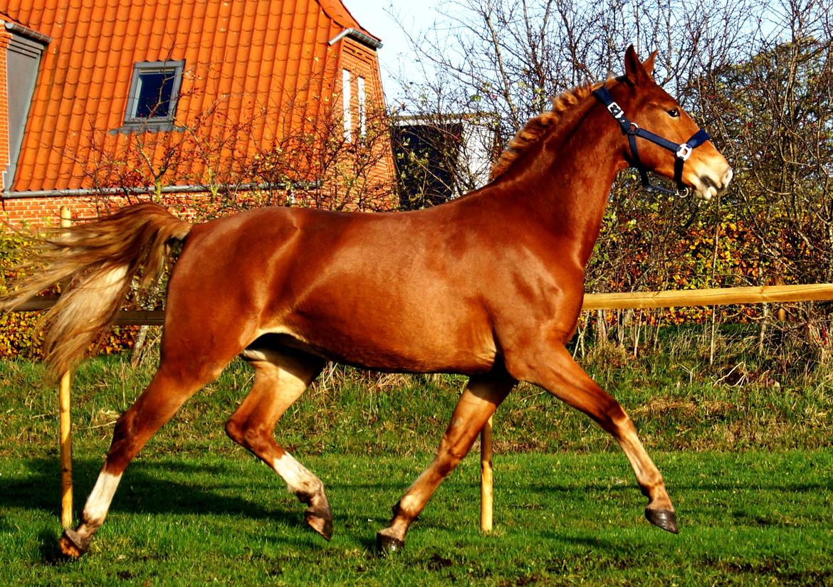 Frederiksborg Vejvads Chanel - 03.11.13 billede 16