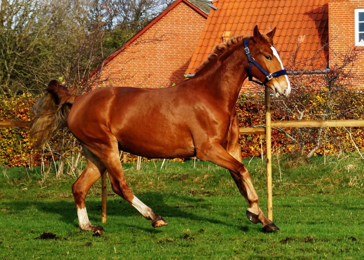 Frederiksborg Vejvads Chanel billede 43