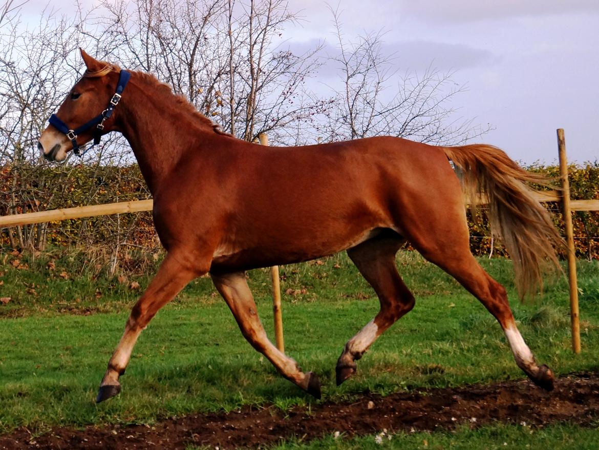 Frederiksborg Vejvads Chanel billede 44
