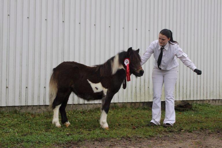 Shetlænder Bellis Merci *solgt* - Efterårsshow 2013 billede 2