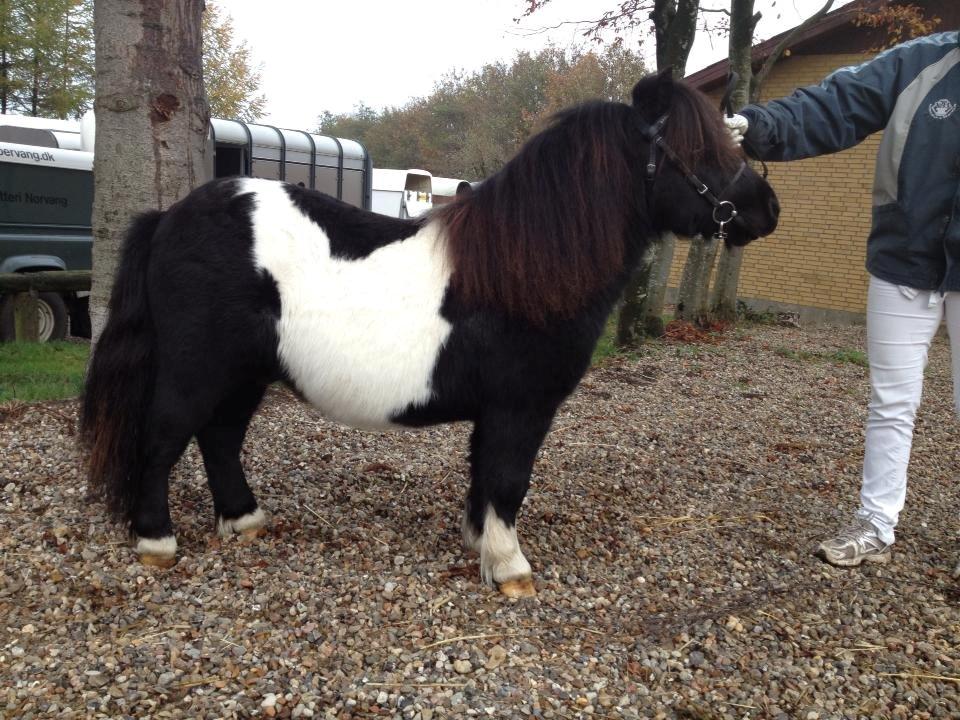 Shetlænder Vadehavets Figero *solgt* - Figero til Efterårsshow - November 2013 - Min smukke dreng :) billede 3