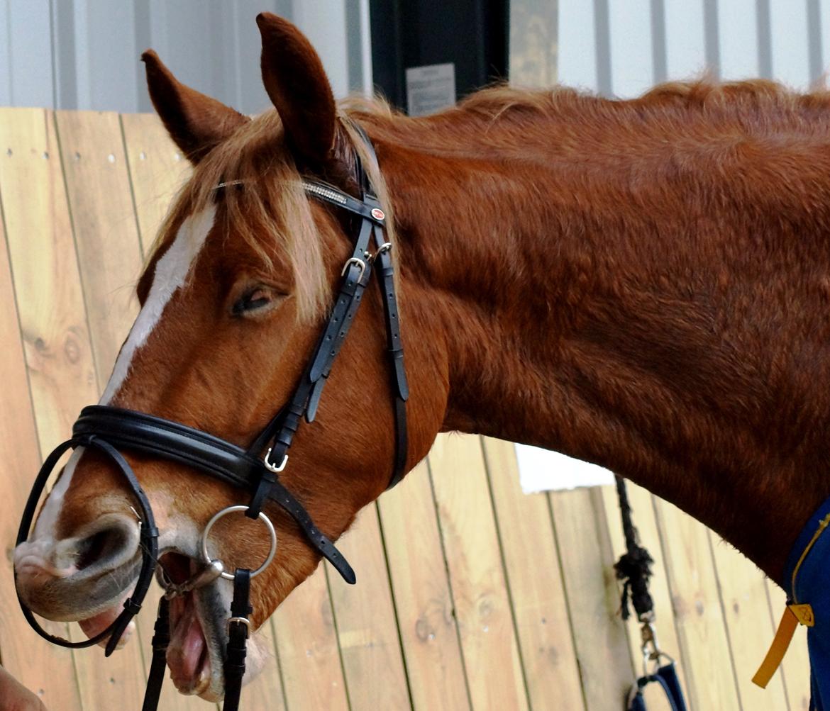 Frederiksborg Vejvads Chanel - 03.11.13 billede 15