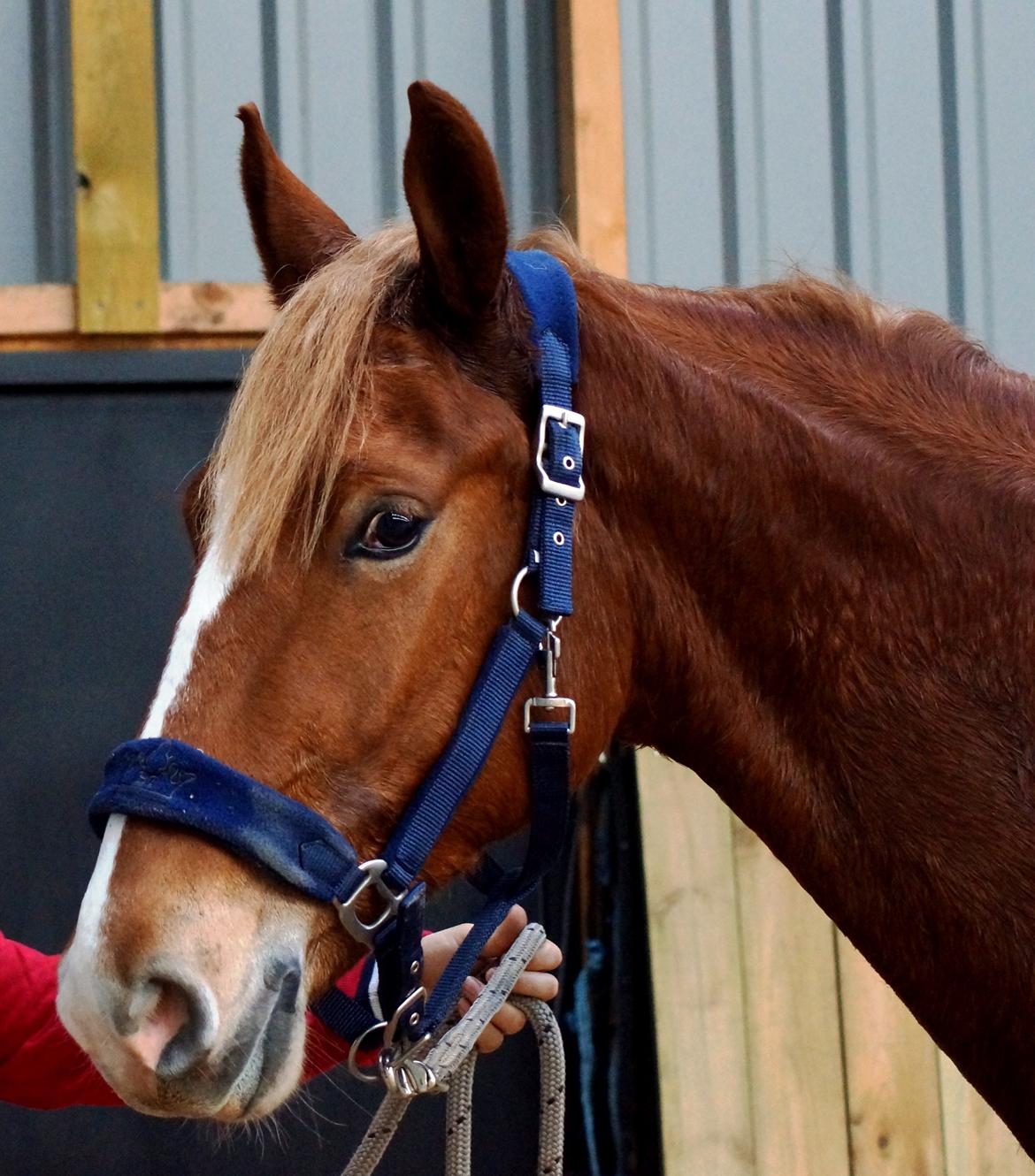 Frederiksborg Vejvads Chanel billede 45