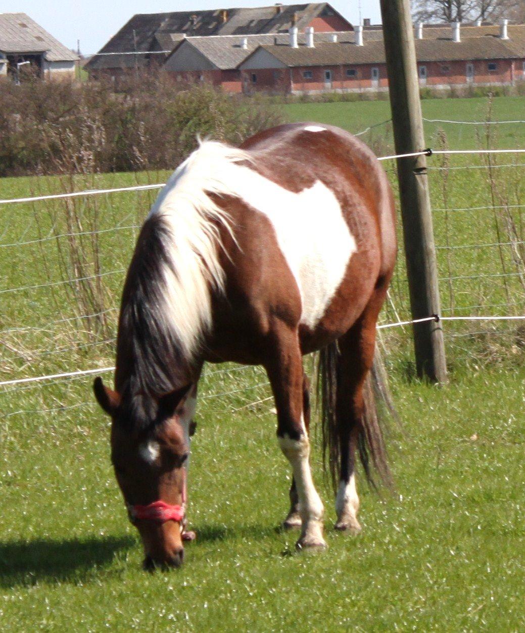 Pinto Kærsgaards Couler Lady (Lady) - 2013 billede 13