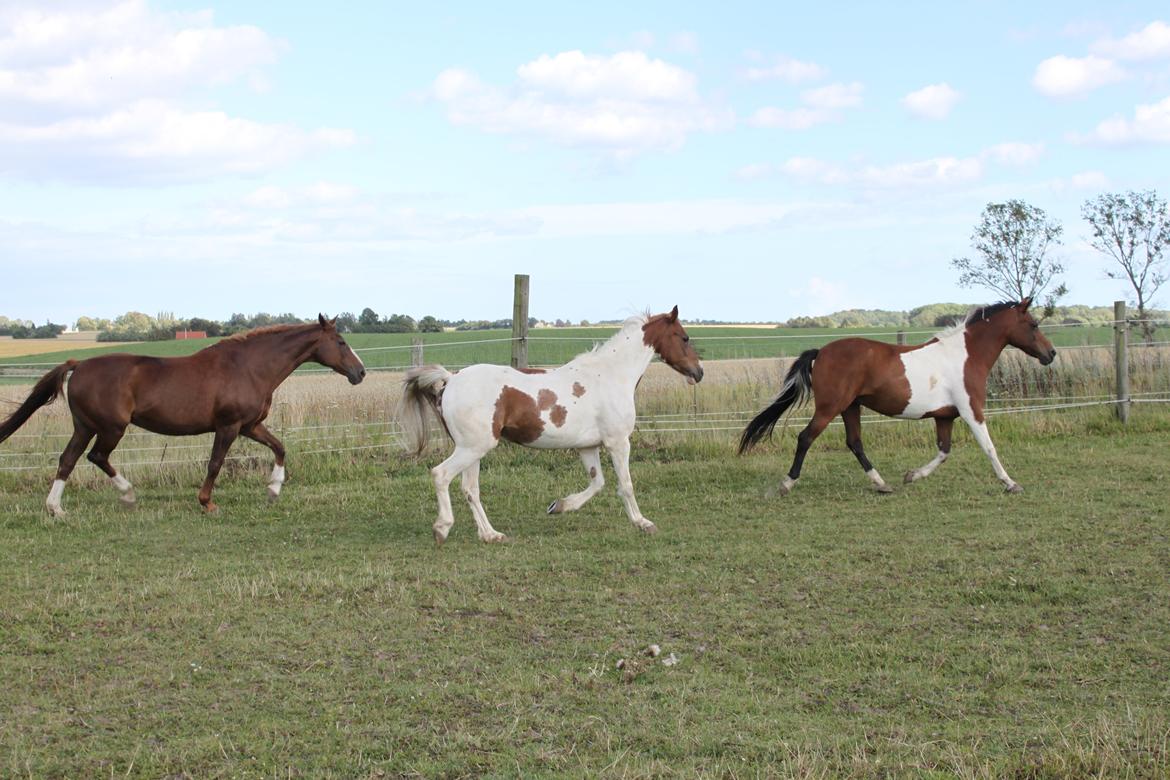 Pinto Kærsgaards Couler Lady (Lady) - Lady Løber Løbetur med sine venner. 2013 billede 15