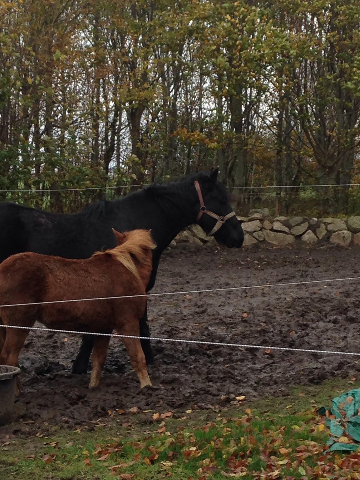 Anden særlig race Bakkegårds Bella billede 1