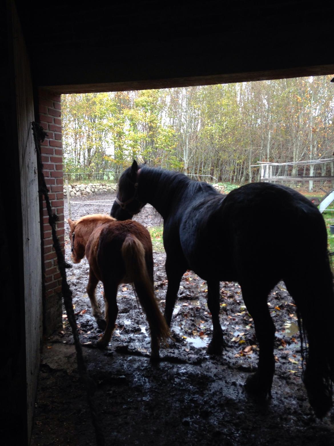 Anden særlig race Bakkegårds Bella billede 2