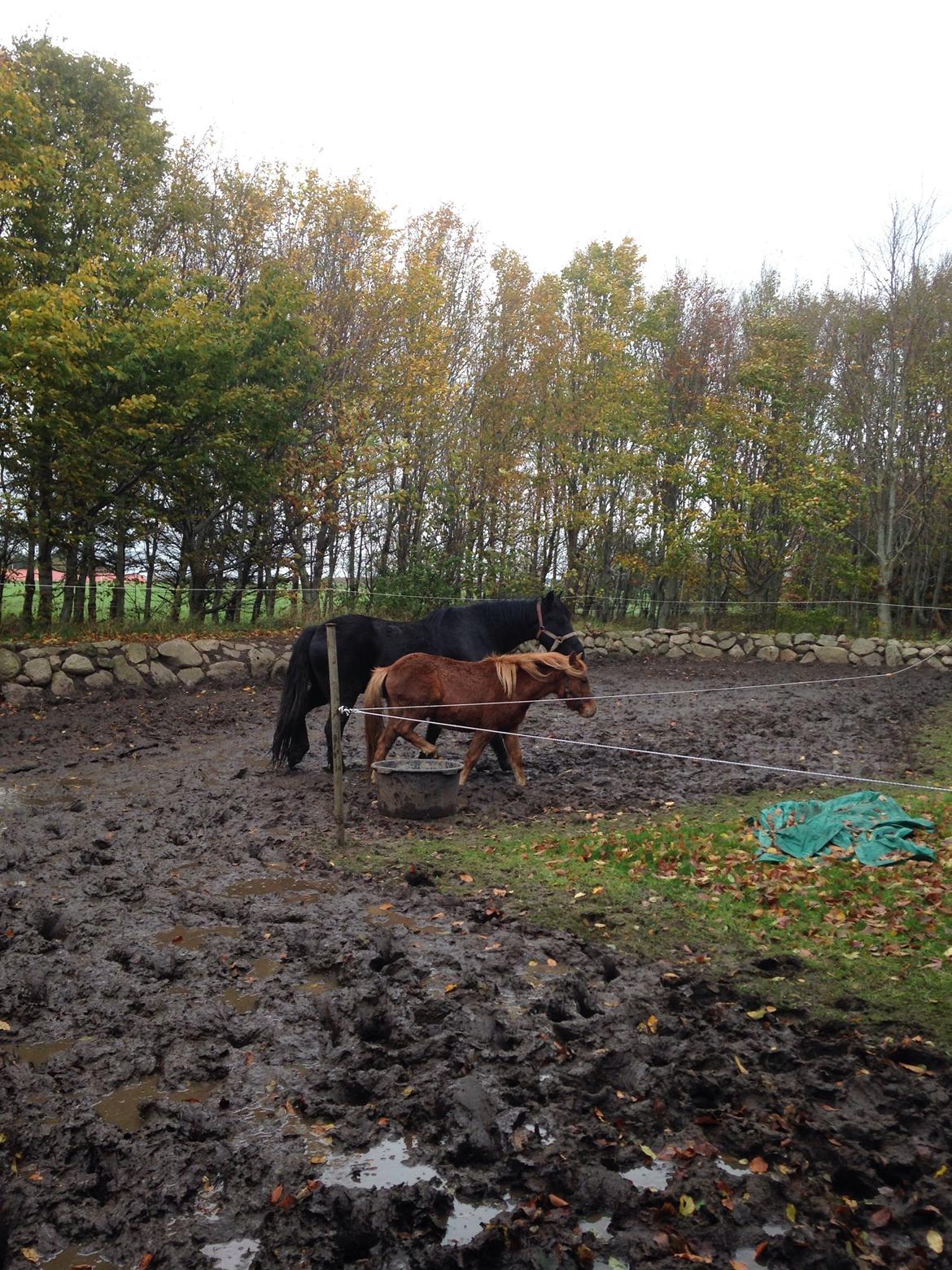 Anden særlig race Bakkegårds Bella billede 3