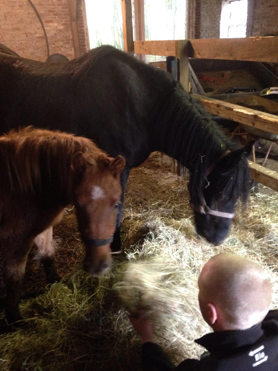 Anden særlig race Bakkegårds Bella billede 4