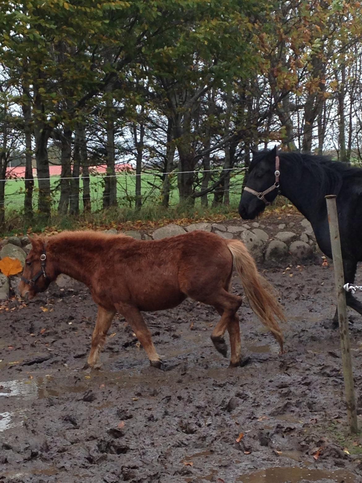 Anden særlig race Bakkegårds Bella billede 5