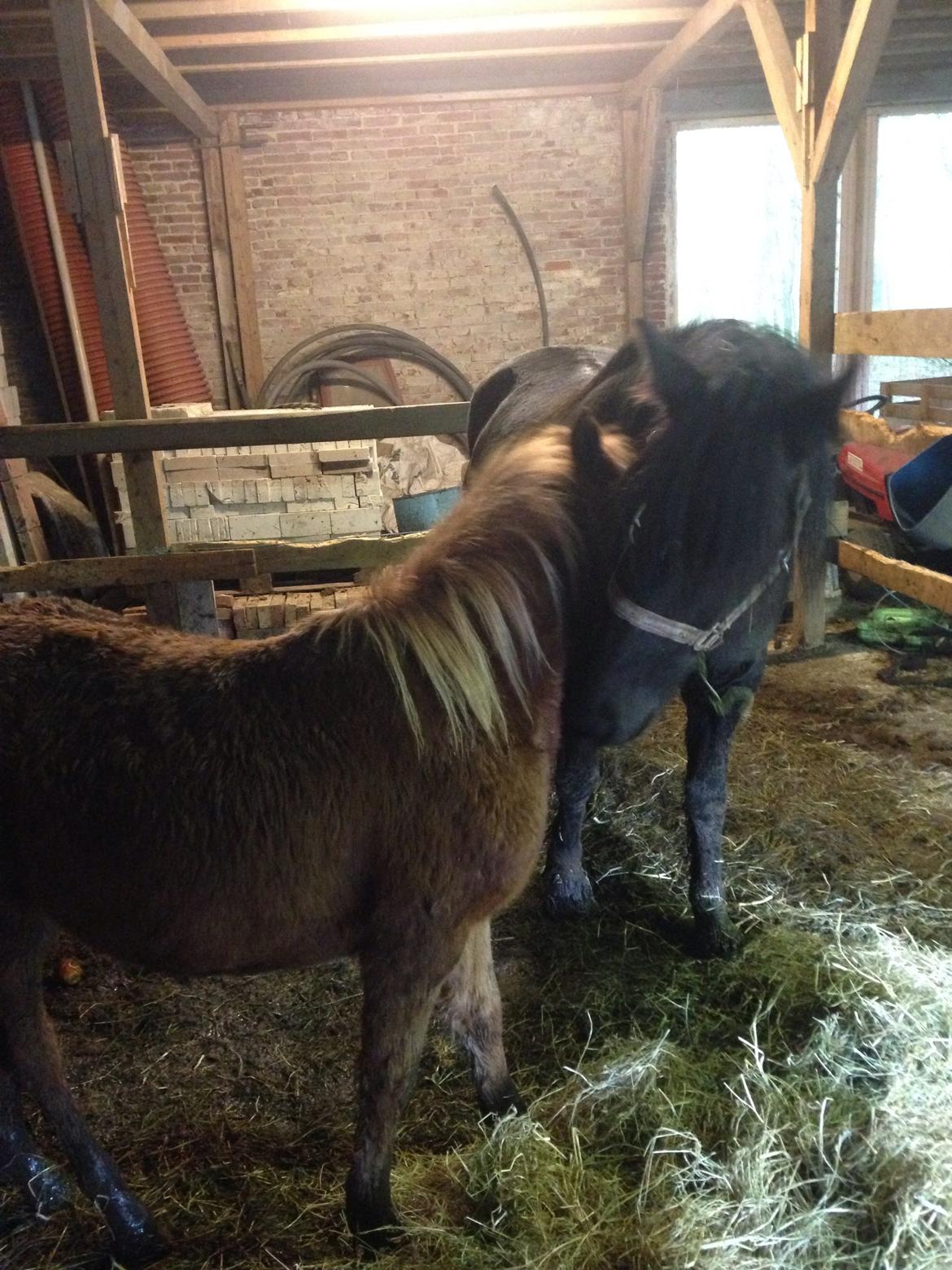 Anden særlig race Bakkegårds Bella billede 6