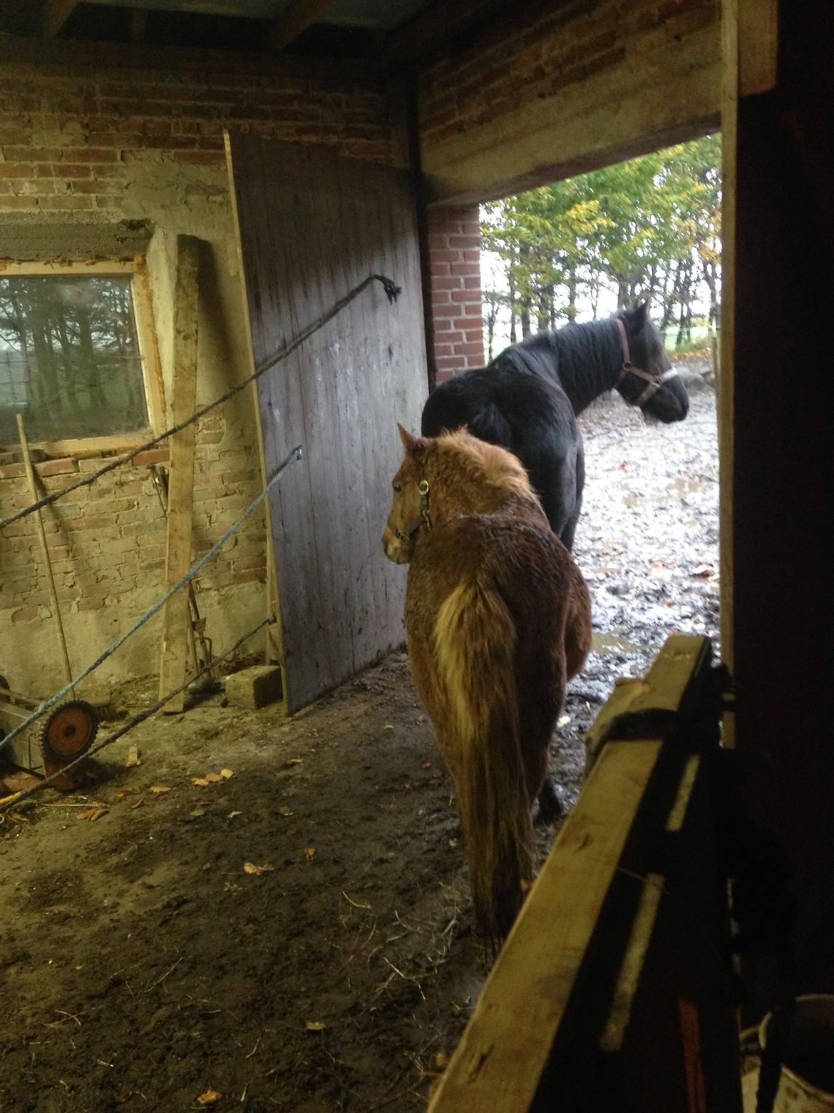 Anden særlig race Bakkegårds Bella billede 7