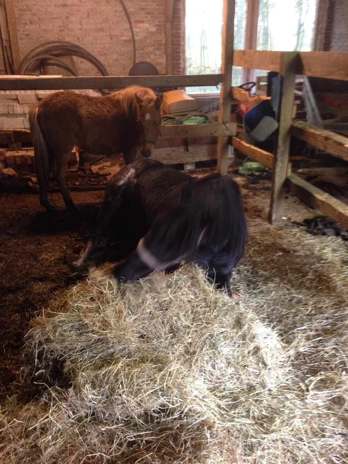 Anden særlig race Bakkegårds Bella billede 8