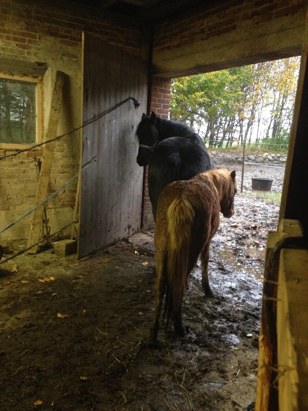 Anden særlig race Bakkegårds Bella billede 9