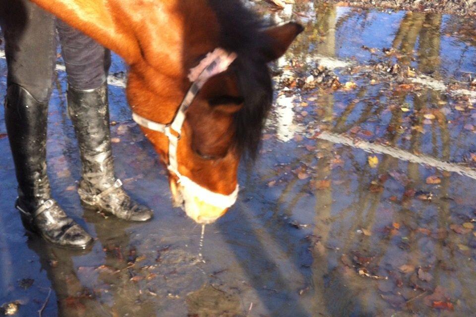 New Forest Annerups Delicious  {min baby} billede 5