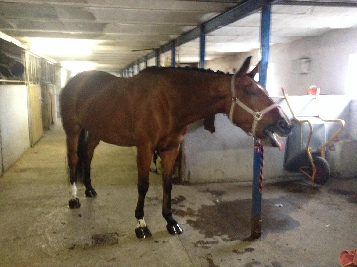 Dansk Varmblod Capella le fay •RIP• billede 14