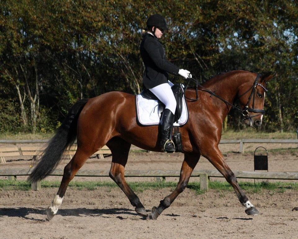 Dansk Varmblod Capella le fay •RIP• billede 16