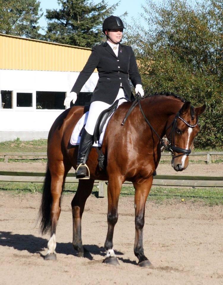 Dansk Varmblod Capella le fay •RIP• billede 17