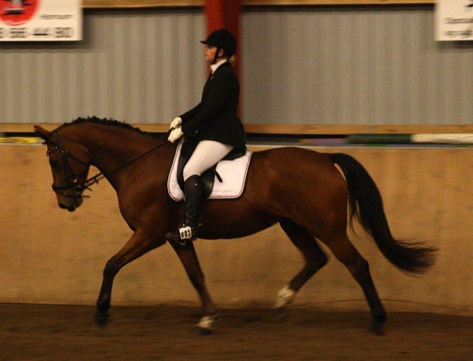 Dansk Varmblod Capella le fay •RIP• billede 19