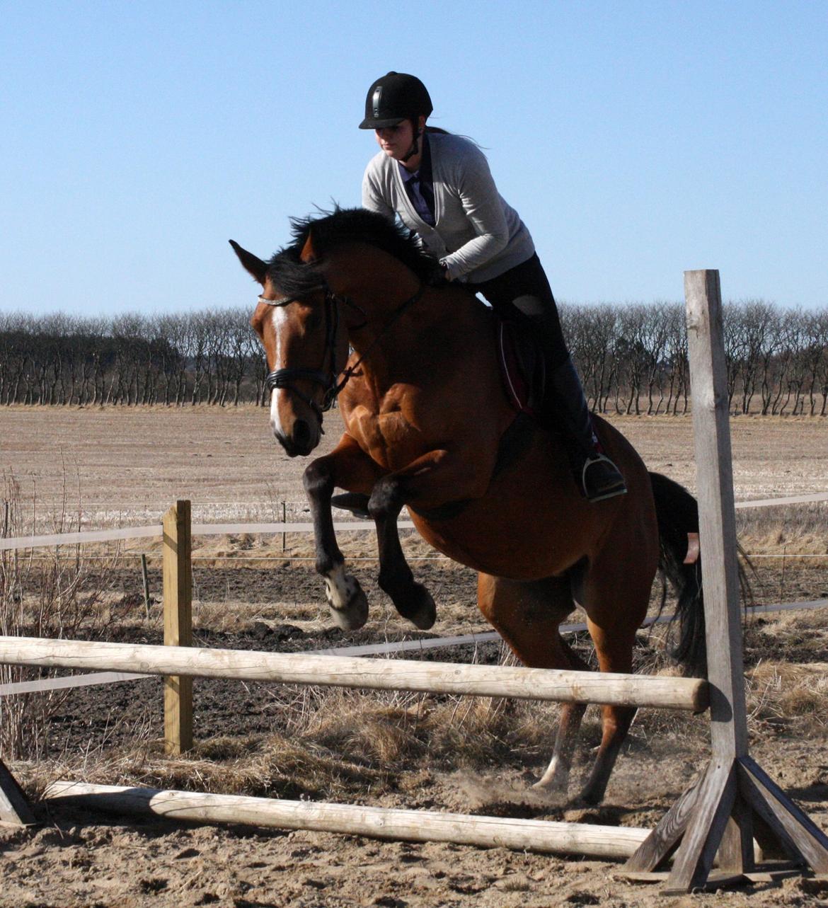 Dansk Varmblod Capella le fay •RIP• billede 20