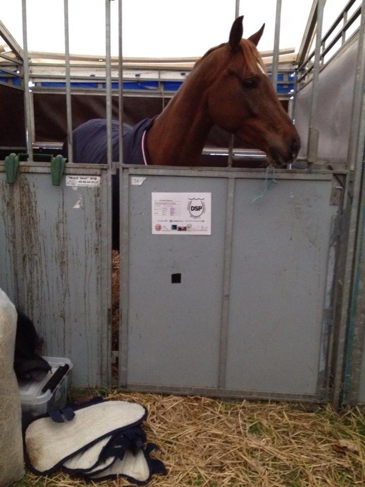 DSP Toftlunds Prins-chi billede 8