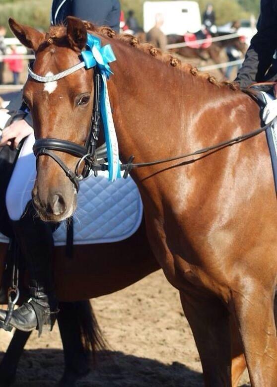 DSP Toftlunds Prins-chi billede 3