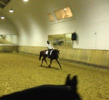 Trakehner Lasse e. Buddenbrock billede 20