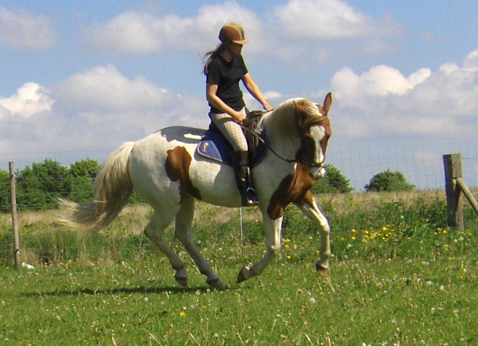 Pinto Son of the Indian sun billede 3