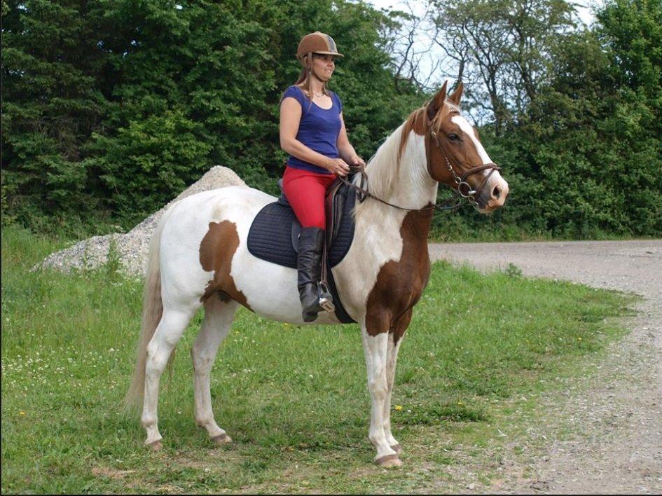 Pinto Son of the Indian sun billede 2