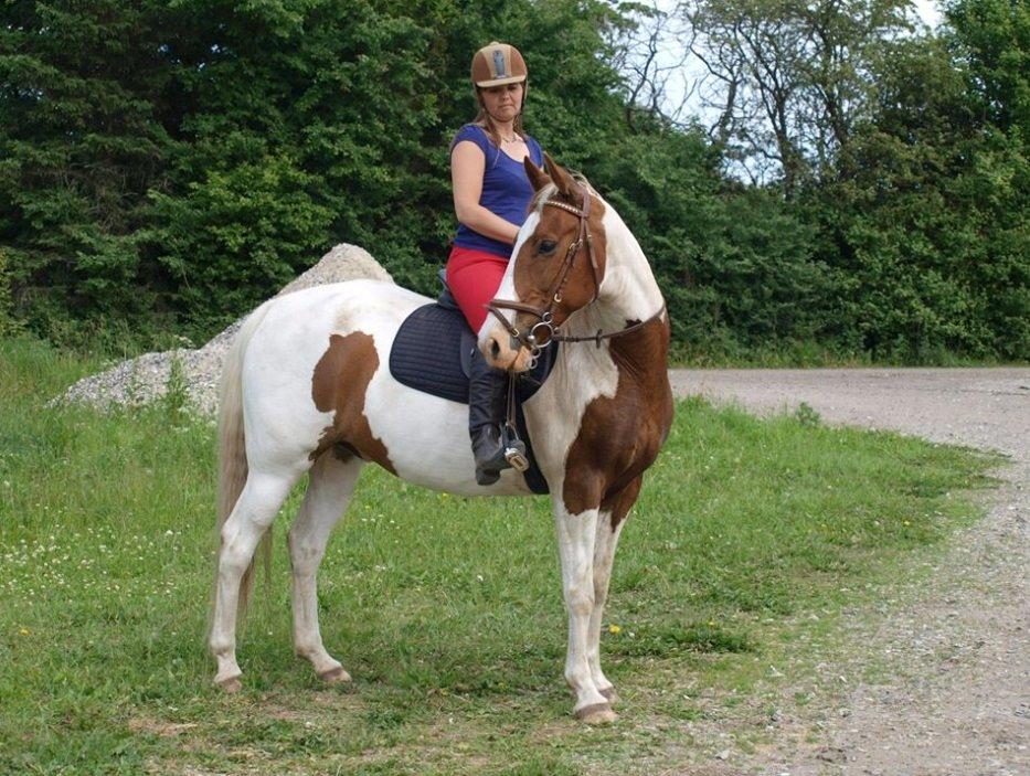 Pinto Son of the Indian sun billede 4