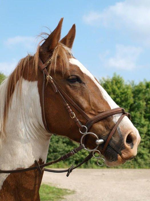 Pinto Son of the Indian sun billede 1