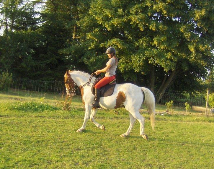 Pinto Son of the Indian sun billede 8