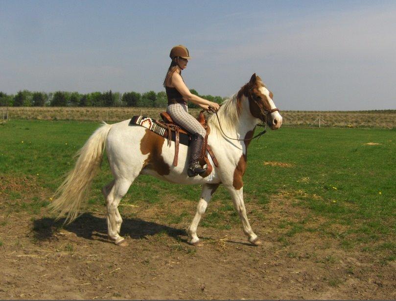 Pinto Son of the Indian sun billede 10