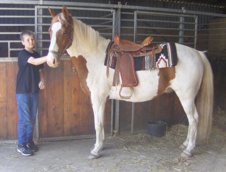 Pinto Son of the Indian sun billede 11