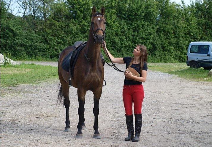 Dansk Varmblod STALD DIJE´COS  Gun Smoke billede 2