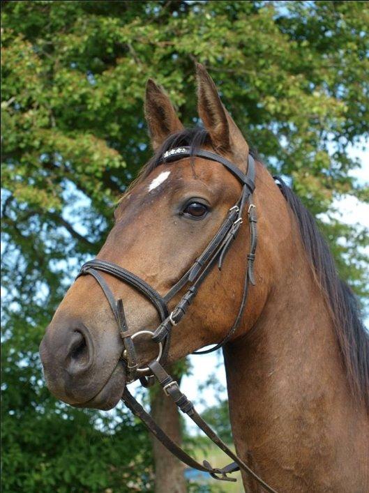 Dansk Varmblod STALD DIJE´COS  Gun Smoke billede 1