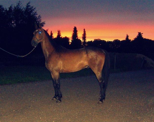 Dansk Varmblod STALD DIJE´COS  Gun Smoke billede 11