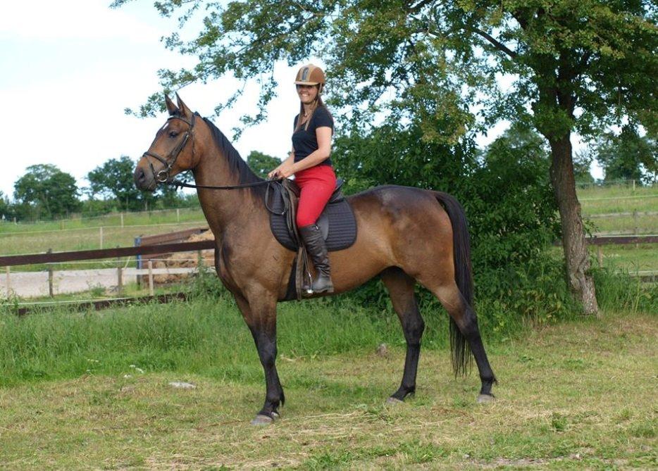 Dansk Varmblod STALD DIJE´COS  Gun Smoke billede 12