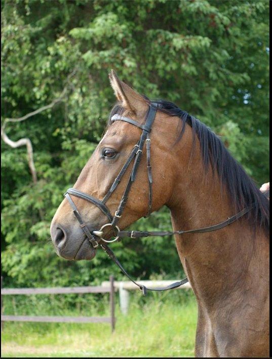 Dansk Varmblod STALD DIJE´COS  Gun Smoke billede 13