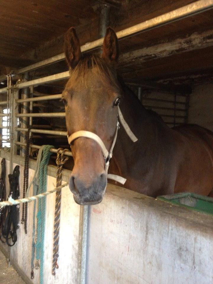 Dansk Varmblod Don Juan billede 2