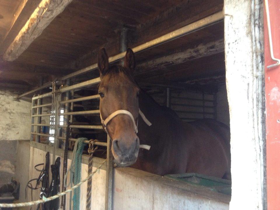 Dansk Varmblod Don Juan billede 3