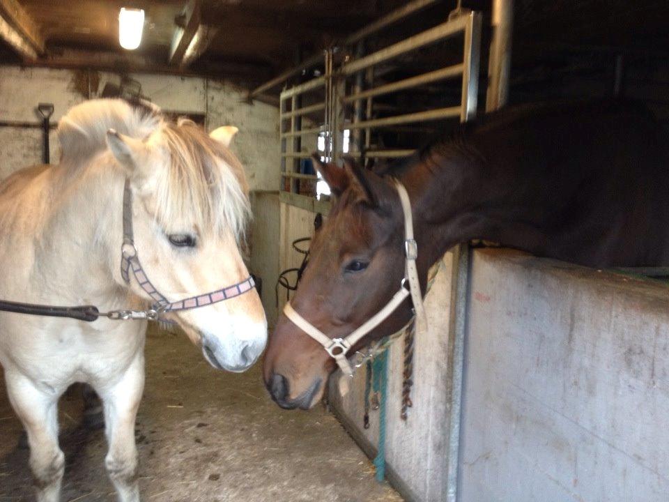 Dansk Varmblod Don Juan billede 4